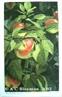 Forbidden Fruit