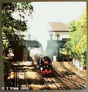Golden Arrow