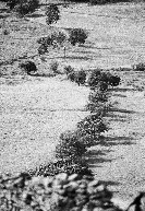 Tree-line Shadows