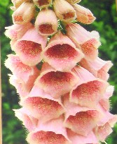 Foxglove