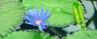 The Blue Lily