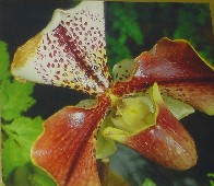 Orchid