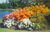 Spring Bloom