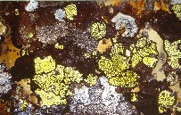 Map Lichens (Rhizocarpon Geographicum) - Iceland