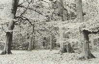 Autumn Beech - Virginia Water