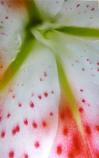 Stargazer Lily