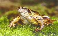 Common Frog