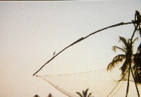 Egret - Kerala